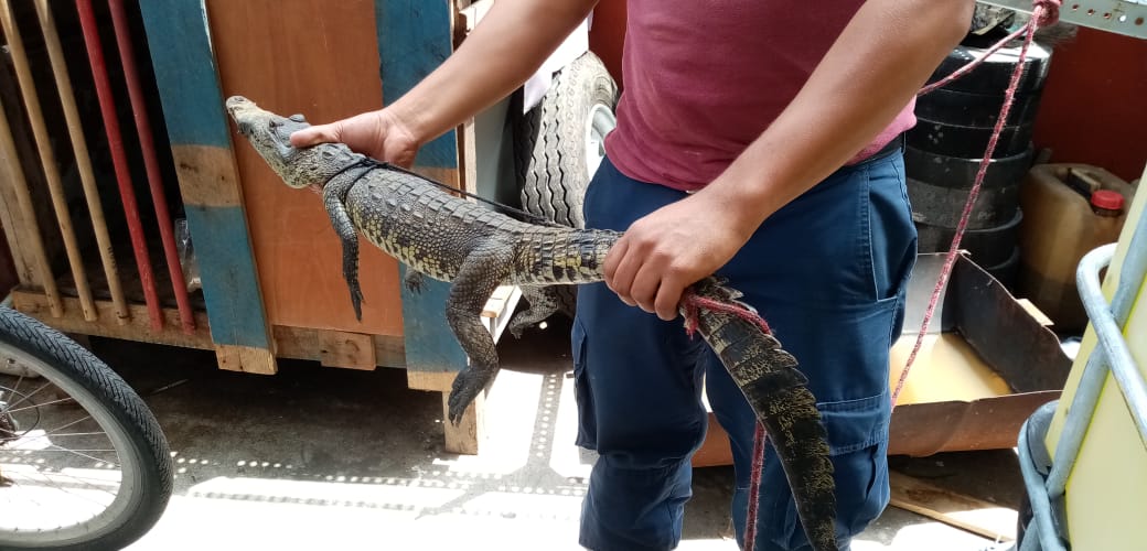 Por Lluvias Aumenta Presencia De Cocodrilos En Colonias Del Norte De