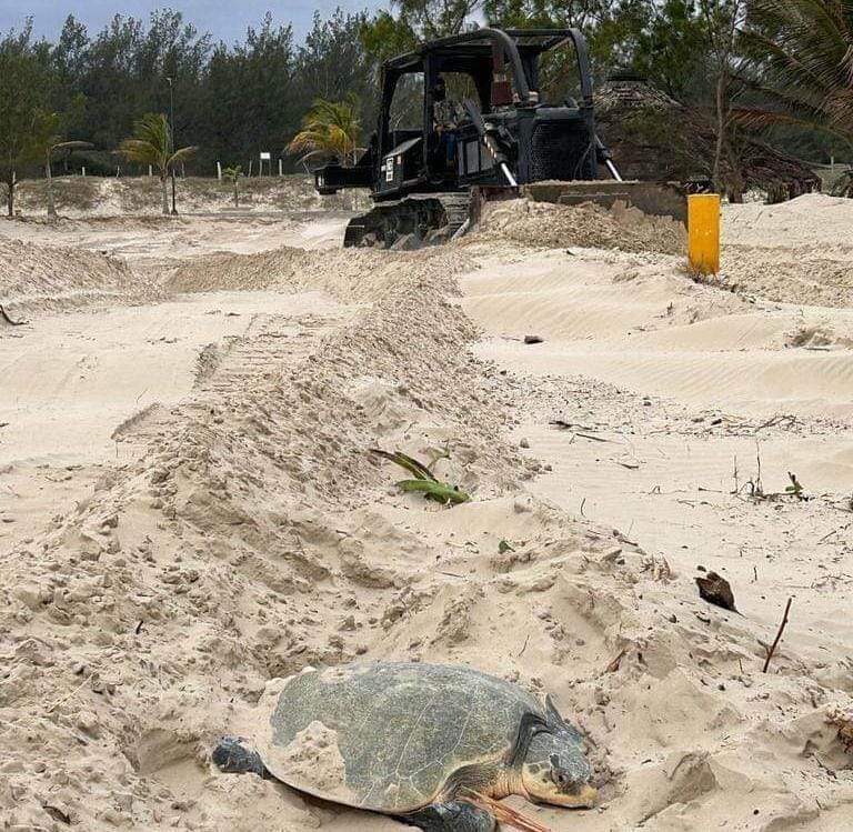 Desovan tortugas lora entre maquinaria en playa EnLíneaDirecta info