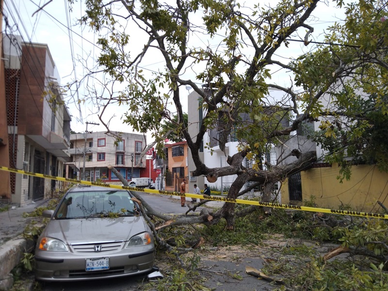 Norte derriba árbol y cae sobre vehículo y también tumba poste del