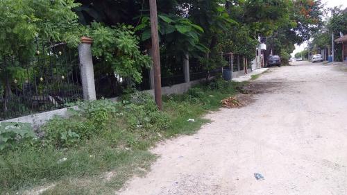 Aumentó ataques de abejas en zona rural de Altamira, mascotas y animales de rancho murieron a consecuencia de cientos de picaduras