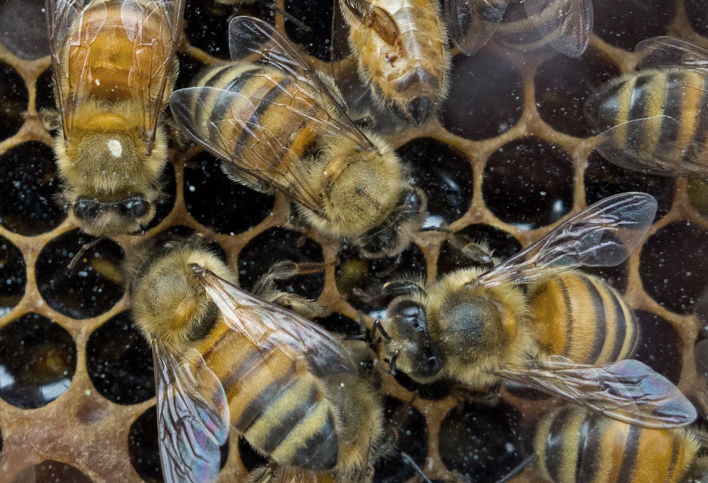 Encuentran abeja de 100 millones de años preservada en ámbar