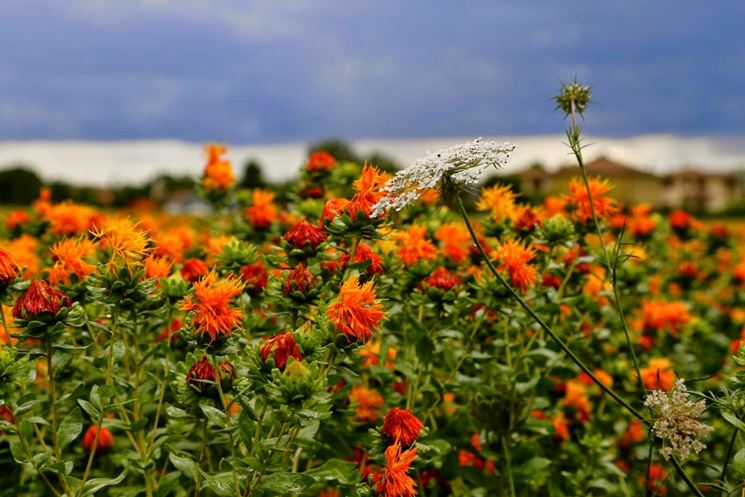 Apoyará el Estado hasta dos mil hectáreas para la siembra de cártamo y canola