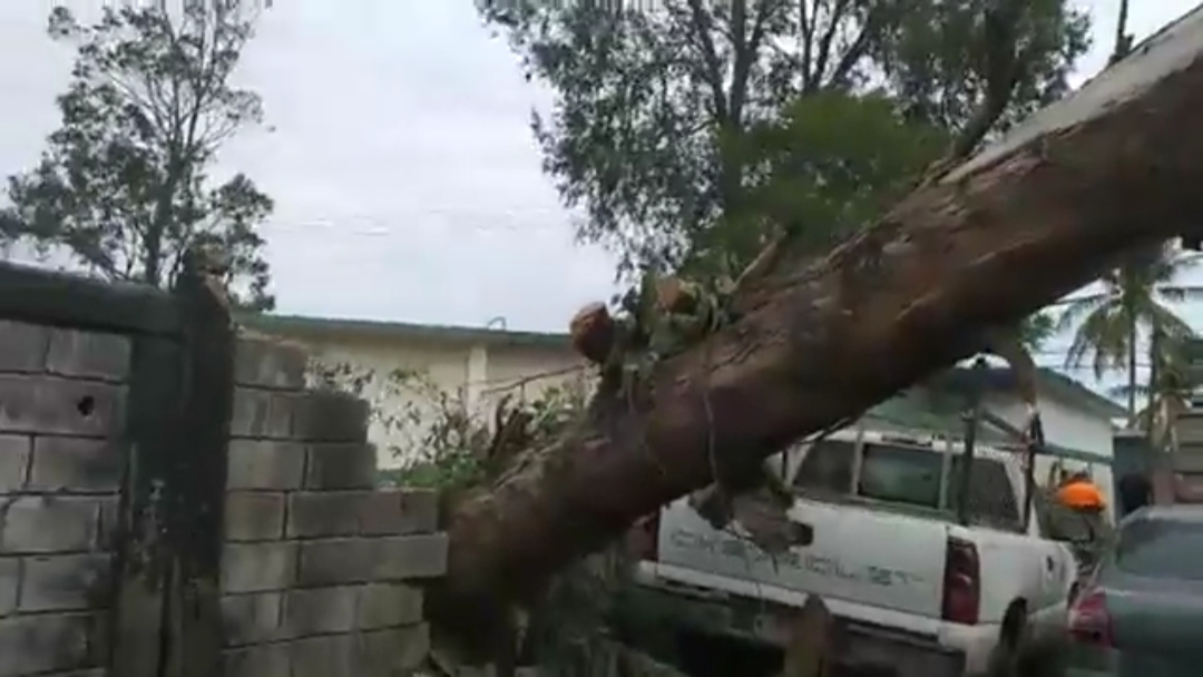 Viento tumba árbol de eucalipto en sector Monte Alto