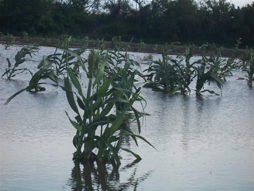 Inundadas zonas agrícolas; pero gran beneficio