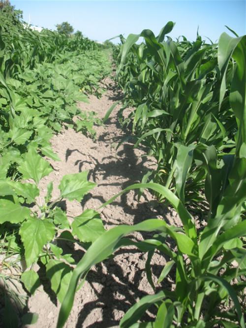 Auguran cosecha record, tras abundantes lluvias en la frontera