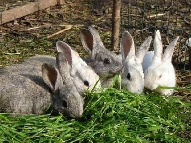 El conejo europeo, en la lista roja de especies en peligro de extinción