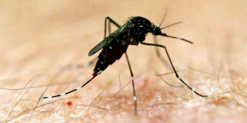 Intensifican acciones para frenar casos de Dengue