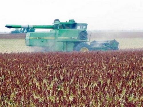 Faltan 25 mil hectáreas de sorgo por trillar