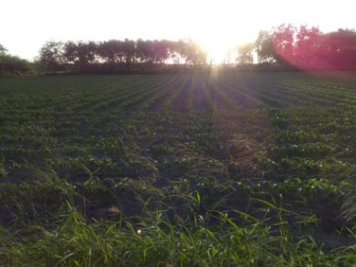 Sorgo en Matamoros libre de plagas
*Agricultores atentos a cualquier alerta.