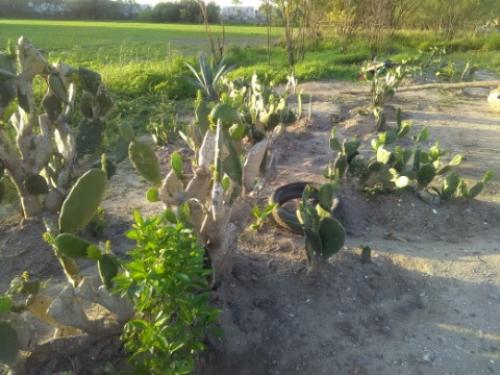 Cosechan nopales por cuaresma