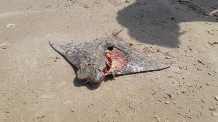 Investigan muerte de mantarrayas en playa de Altamira