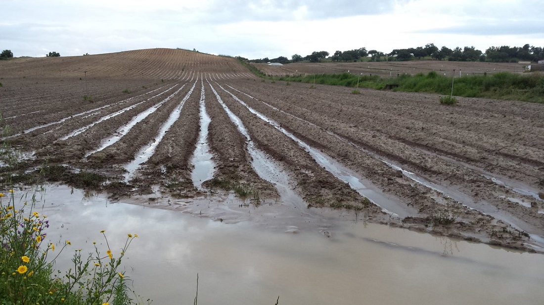Lluvia continíºa frenando el proceso de siembra