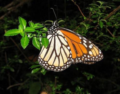 Monitorean la emigración de la Mariposa Monarca