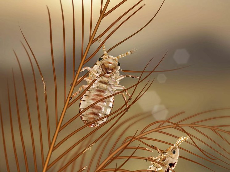 Dinosaurios con plumas afectados por los “abuelos” de los piojos