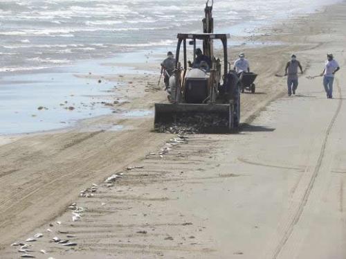 Afecta la Marea Roja a pescadores de la Playa Bagdad por Veda