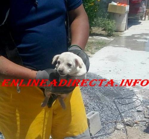 Rescatan perrito que quedó atorado en una tubería de drenaje