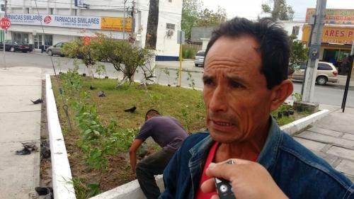 Reforestan la Plaza del Muro, Plaza Hidalgo y la Avenida Pedro Cárdenas
