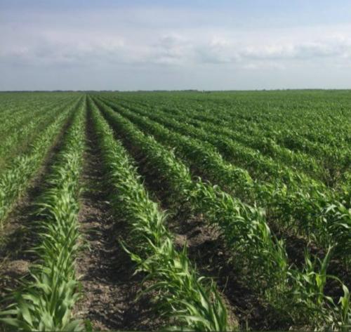 El 95% de los agricultores ya recibieron el pago del Gobierno Federal