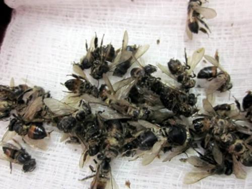 De 10 a 15 enjambres de abejas combate Bomberos al día