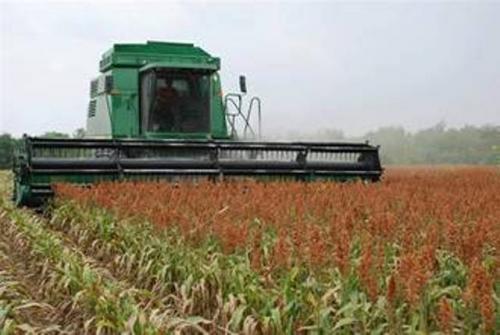 Comunidades rurales basan su economía en la agricultura