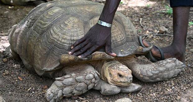 Muere tortuga œAlagba de 344 años, la más antigua de ífrica