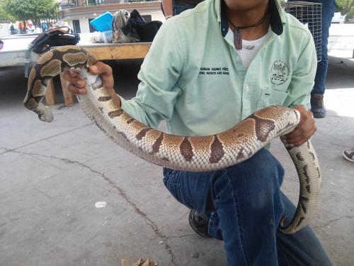 Piden a PROFEPA actuar contra la venta de animales exóticos en redes sociales