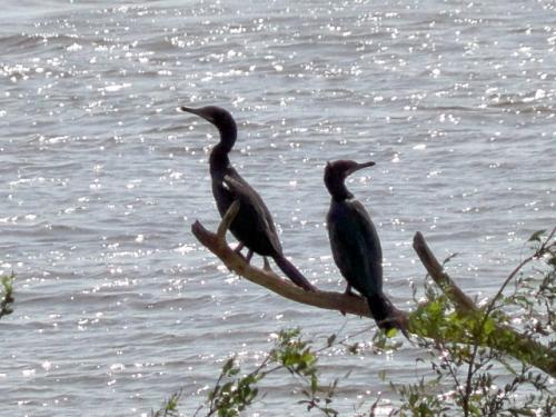 El lago del Puente los Tomates es descanso de las Aves Migratorias