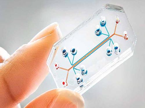 IBM: el camino de la salud, la biotecnología