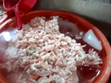 Durará 45 días la veda del camarón