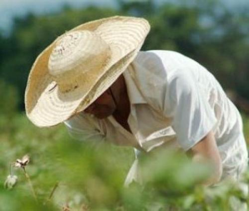 Triste el panorama para el campesinado de N. Laredo