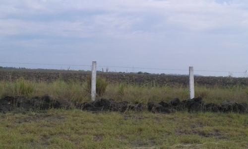 Más de 900 productores agrícolas podrían anunciar declaratoria de desastre por sequia en el campo