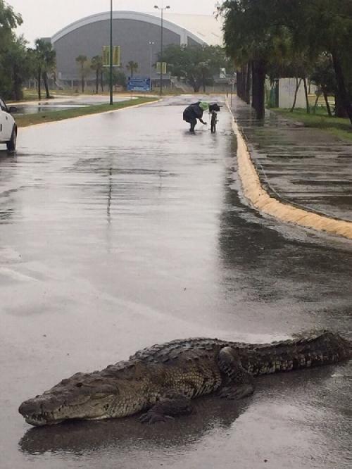 3 cocodrilos fueron capturados y reintegrados a su hábitat por PROFEPA