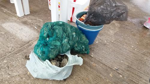 Decomisan ostión y camarón en playa Miramar