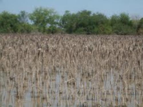 Por llegar indemnizaciones a campesinos por inundaciones