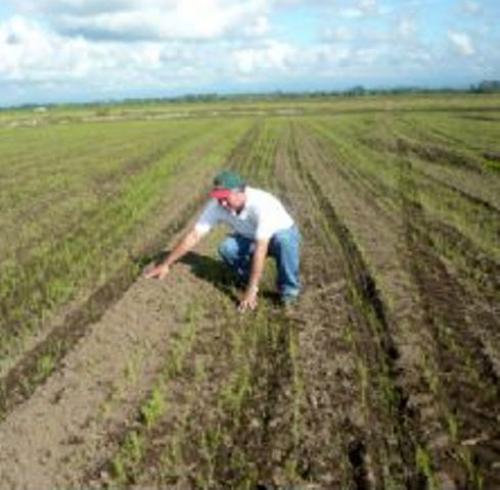 Comienzan a retoñar las siembras en la zona de temporal