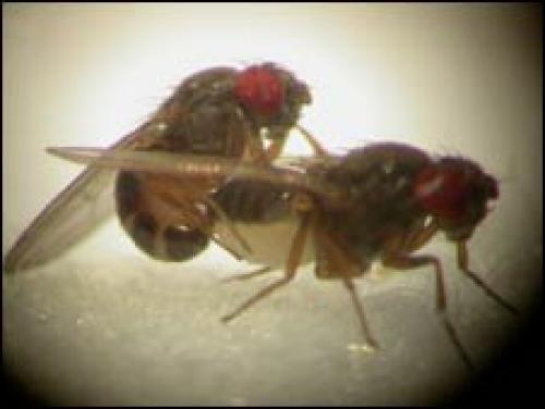 Contra la extinción: la promiscuidad