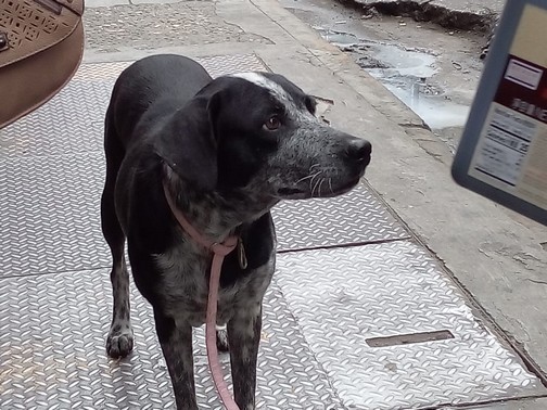 Urgen campañas de esterilización de perros y gatos