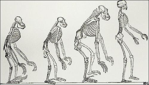 Partes de nuestro genoma más cerca del orangután que del chimpancé