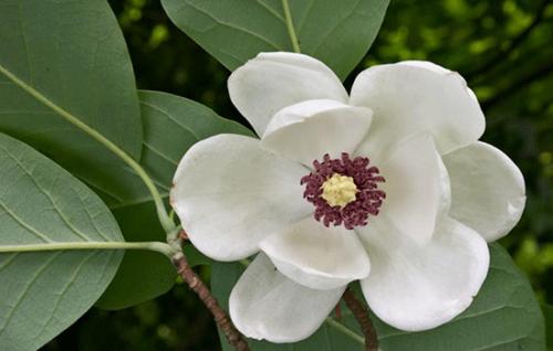 Más propiedades farmacológicas en magnolia y cuachalalate