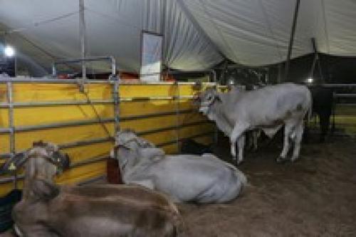 Agradece el sector ganadero al alcalde Gustavo Torres Salinas, por el impulso hacia este ramo