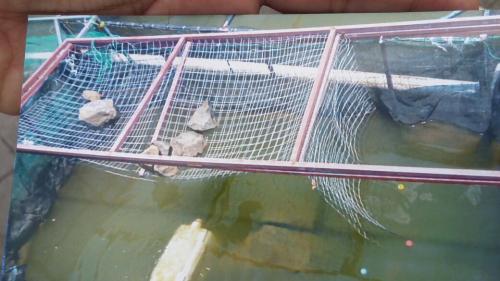 Piden pescadores se ponga en marcha actividades acuícola en rio Tamesí