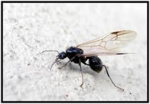 Invaden “hormigas voladoras” colonias