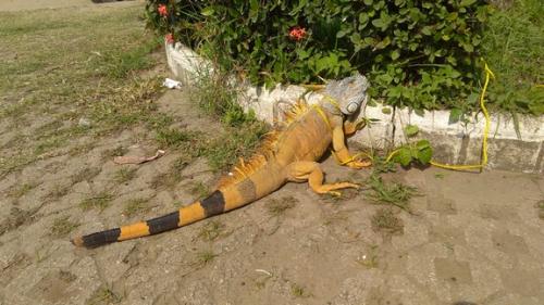 Atrapa PC Altamira iguana de más de un metro en patio de una vivienda en fraccionamiento Valle Escondido