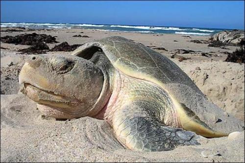 En un mes más la Tortuga Lora podría arribar a Playa Bagdad