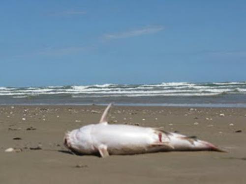 Sigue Playa Bagdad con marea roja