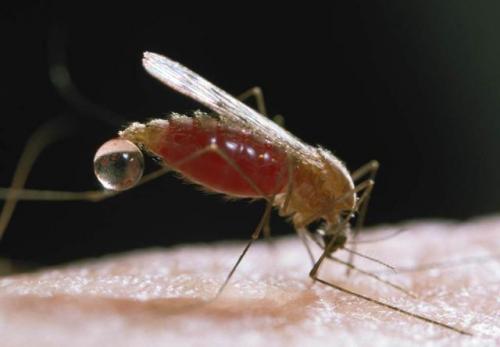 Virus del Nilo sin fronteras