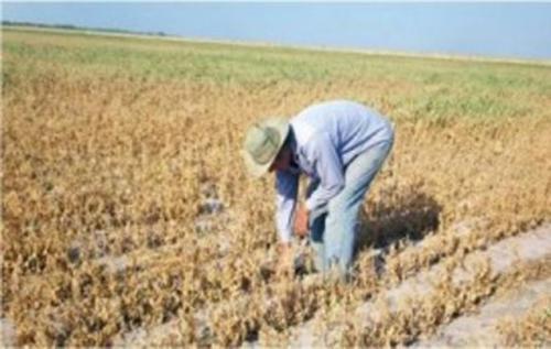 La esperanza muere al último: Productores de Matamoros