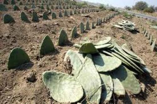 Malas decisiones del director del CICTA – IPN provocan salida de científico cubano de proyecto para productores del nopal