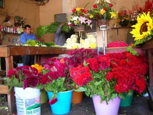 Revisan en Laredo importaciones de plantas y flores