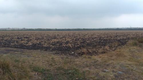 Dirección de agricultura de Altamira descarta  riesgo por plaga en cultivo de soya